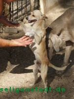 Pachecko_3