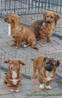 Alle
