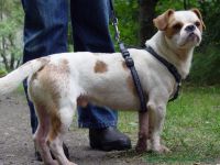 Rocky_5