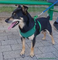 Rocky_5