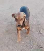 Rocky_2