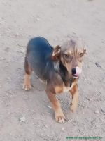 Rocky