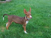 Rudi_2