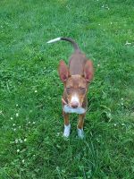 Rudi_1