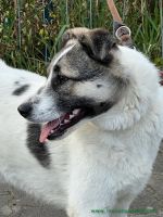 Sara