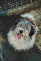 Toto_3