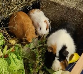 Meerschweinchen