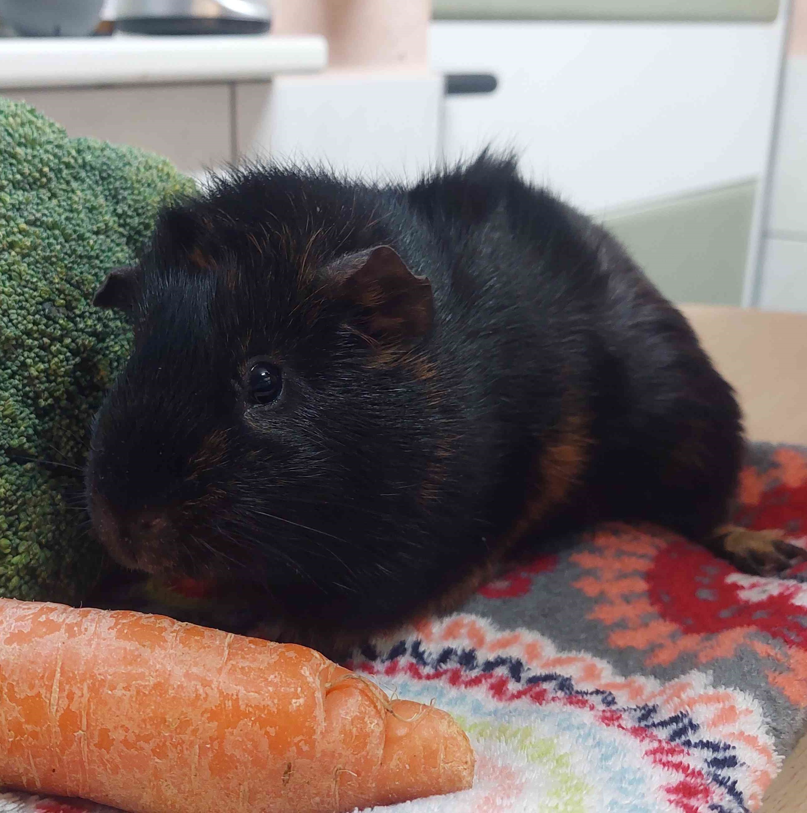 Meerschweinchen 2