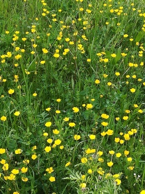 Butterblume