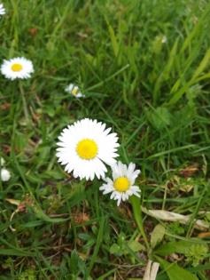 Daisy