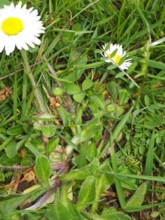 Daisy 2