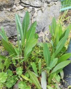 Milchdistel