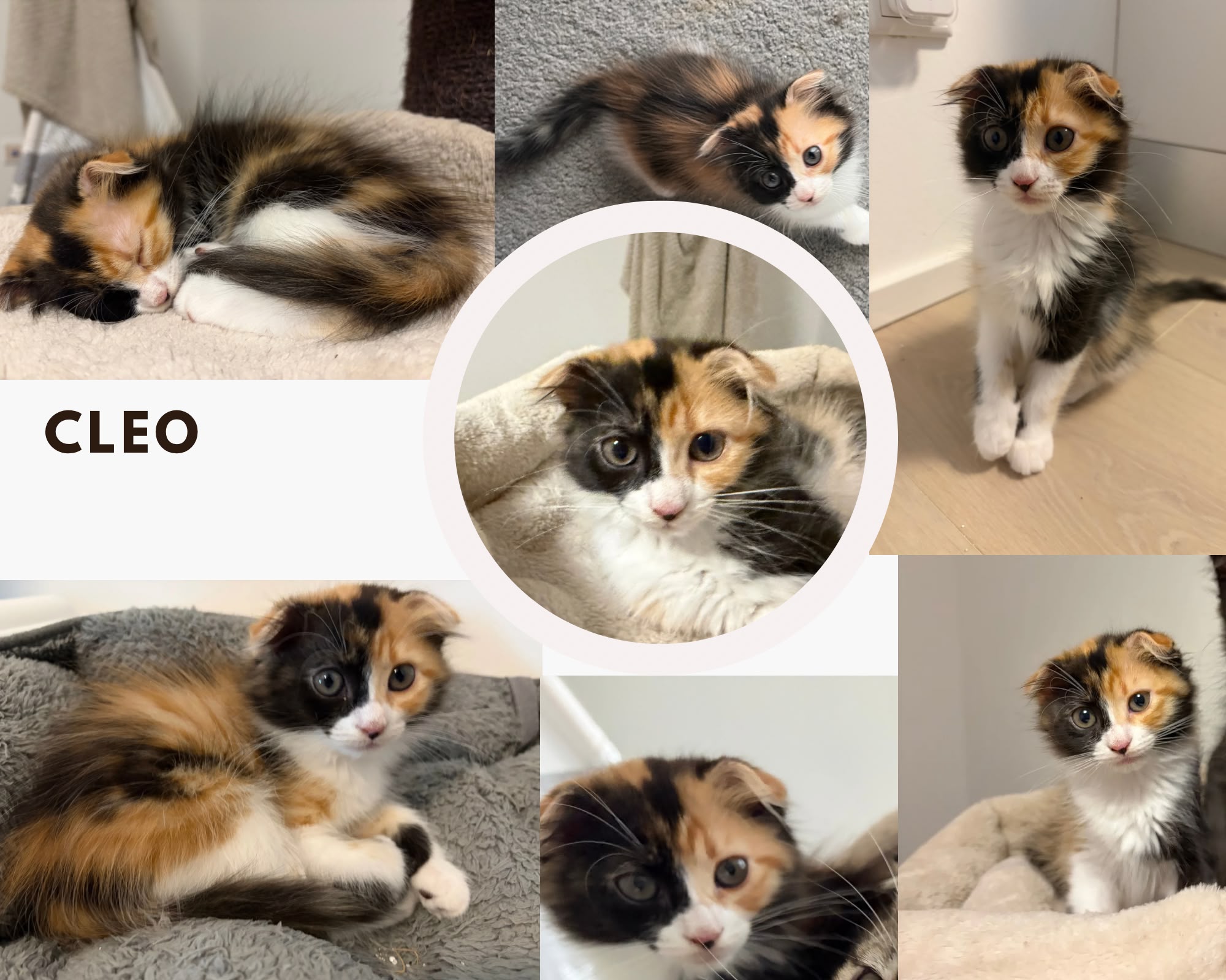 Cleo