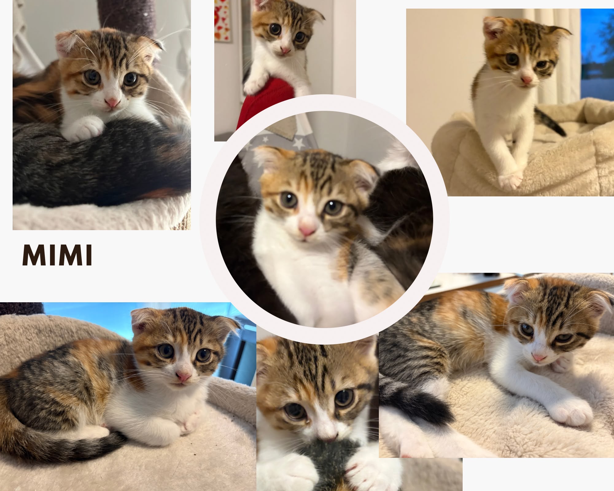 Mimi