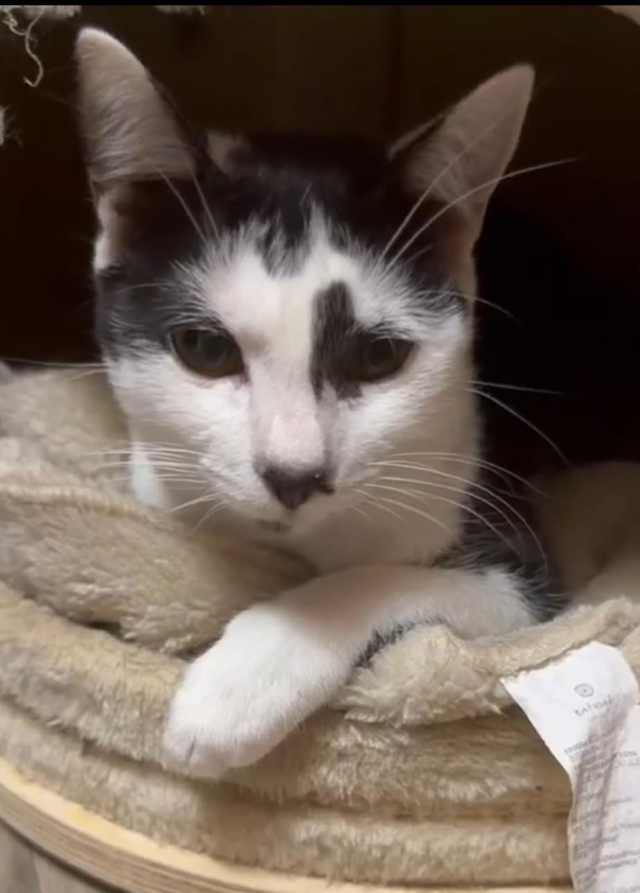 Merlin