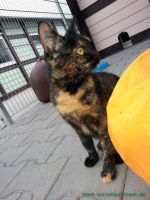 Alida_1