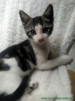 Baby_Floh_1