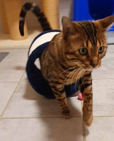 Bengals