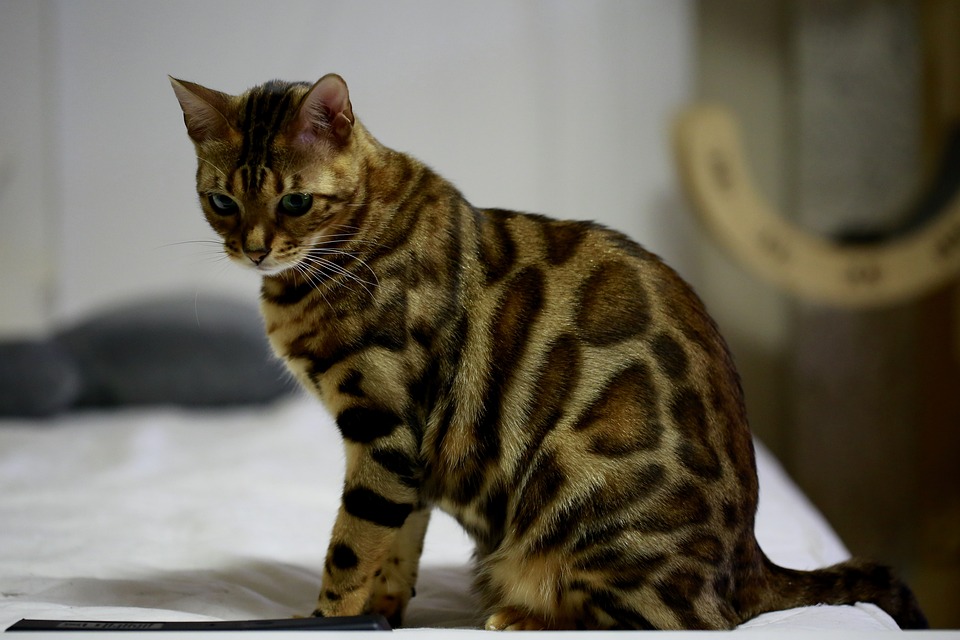 Bengals 2