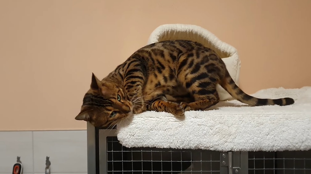 Bengals 3