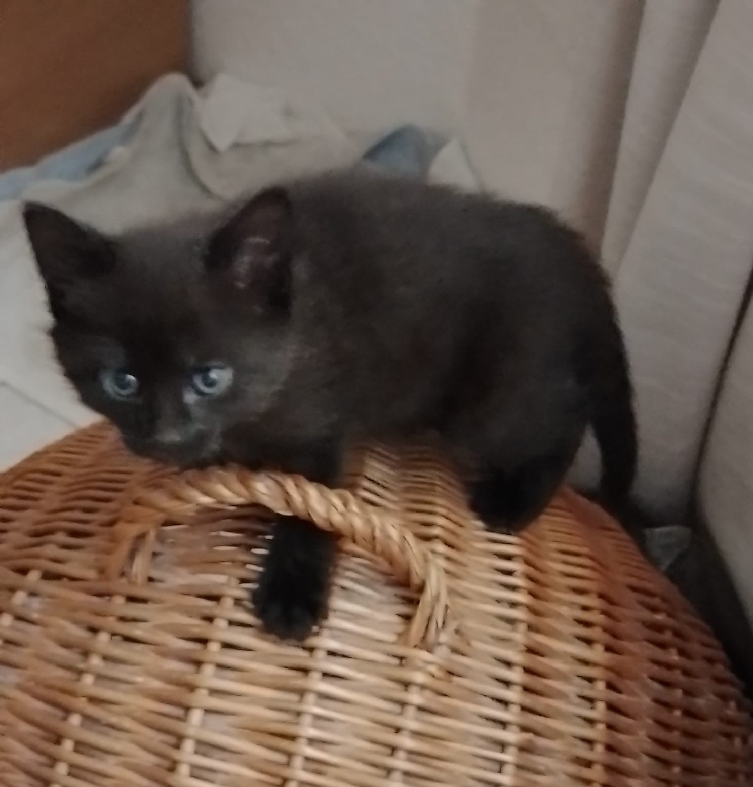 Emmi