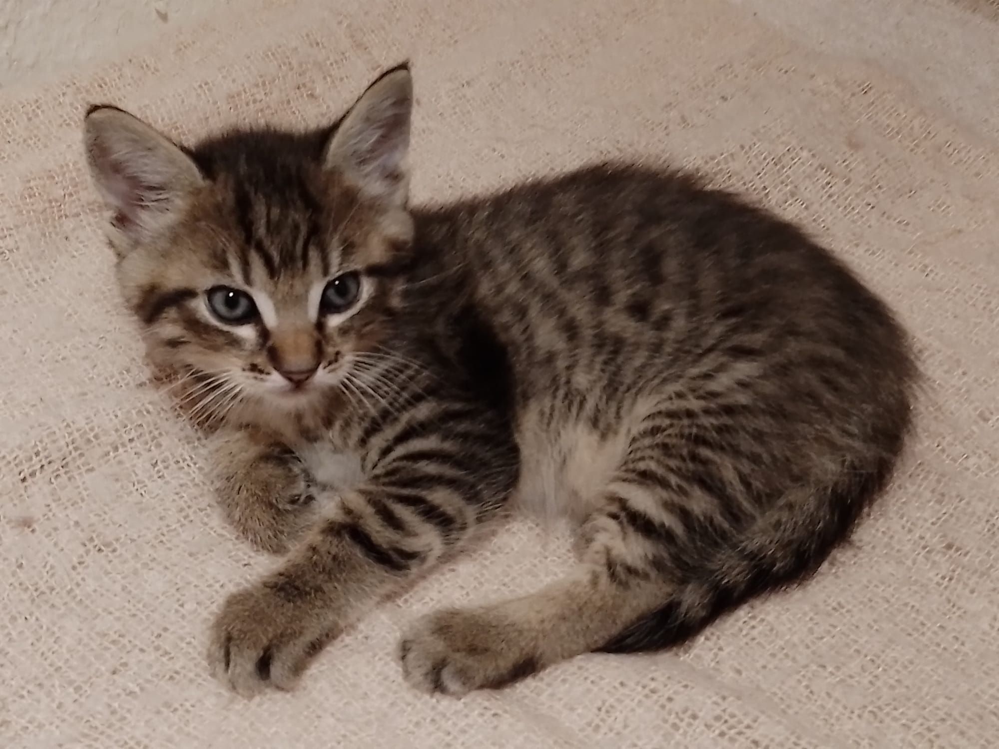 Simba