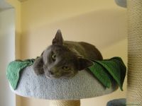 Billi