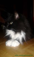 Blacky_2