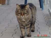 Bonnie_u._Clyde_4