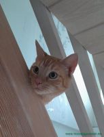 Cocco_32