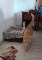 Cocco_4