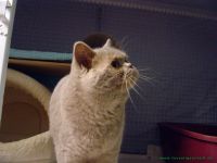 Dolly_4