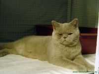 Dolly_2