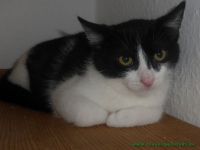 Fenja_2