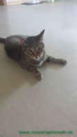 Filou__u._Findus_3