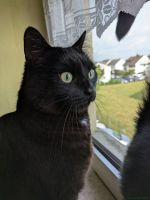 Findus