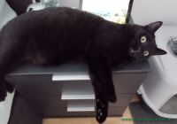 Findus_22
