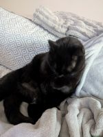 Findus_3