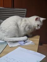 Frosty_2