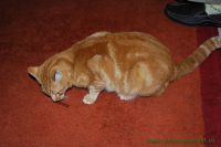 Fynn_u._Milou_5