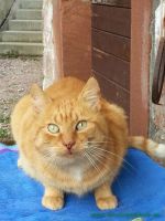 Garfield_2