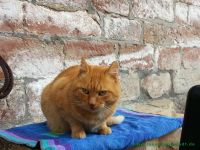 Garfield_4