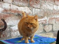 Garfield_1