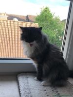 Guido_33