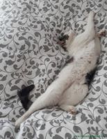 Katerchen_22