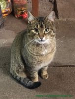 Katerchen