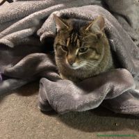 Katerchen_22