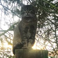 Katerchen_21
