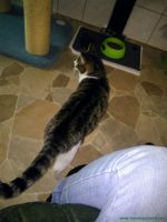 Kiri