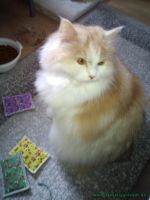 Kiro
